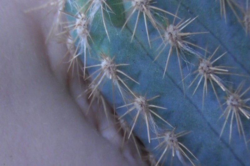 Kvetinu kaktusom neopelíš (video)
